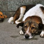 αδέσποτο ζώο