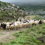 κοπάδι