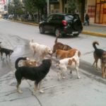 αγέλη αδέσποτων ζώων