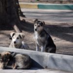 αδέσποτα ζώα