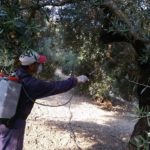 δακοκτονία