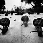 σαλιγκάρια