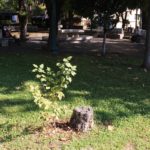 ΚΟΜΜΕΝΑ ΔΕΝΤΡΑ 23.09.2018 [3]