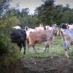 κατσίκες λιμενάρια