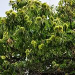 καστανόδεντρο