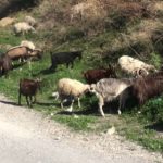 αιγοπρόβατα