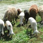 amnoerifia