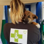 αδέσποτο ζώο