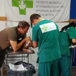 στείρωση αδέσποτων