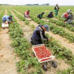 εργάτες-γης