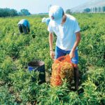 εργάτης γης