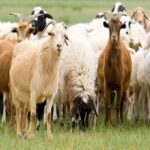 αιγοπροβατα