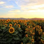 sunflowersmo