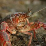 freshwater-crayfish-shrimp