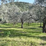 ελαιόδεντρα