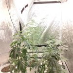 ΝΑΡΚΩΤΙΚΑ 1