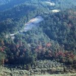 δάσος θάσος