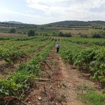 Πασχαλίδης