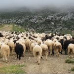 κοπάδι πρόβατα1
