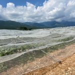 χαλάζι αμπέλια