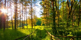 Ο Σ.Φ.Γ.Τ. Καβάλας καλεί τους μαθητές των Γυμνασίων και των Λυκείων, να εκφραστούν καλλιτεχνικά για το δάσος