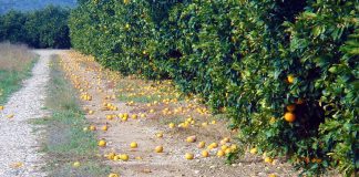 Ο ΕΛ.Γ.Α. πλήρωσε 1 δις ευρώ, για ζημιές στο φυτικό και ζωικό κεφάλαιο την περίοδο 2020-2022!