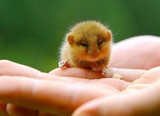 Μαθητές του 17ου δημοτικού σχολείου Καβάλας διεύρυναν τις γνώσεις τους για τους ζωικούς οργανισμούς