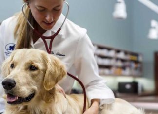 Το δημοτικό κτηνιατρείο του Δήμου Αθηναίων