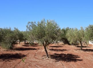 Οι δημοτικοί σύμβουλοι της «Λαϊκής Συσπείρωσης» ζητούν από τον δήμαρχο Θάσου, να κάνει παρέμβαση στο αρμόδιο Υπουργείο για τους ελαιοπαραγωγούς του νησιού