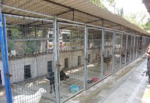 Όχι και στην διαχείριση των αδέσποτων ζώων συντροφιάς να εμπλακούν Μ.Κ.Ο.