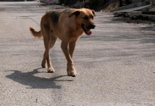 Πυροβόλησε με κυνηγετικό όπλο αδέσποτο σκύλο στην Θάσο