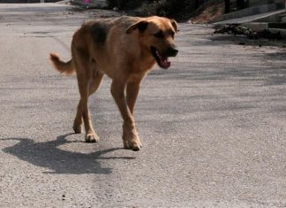 Πυροβόλησε με κυνηγετικό όπλο αδέσποτο σκύλο στην Θάσο