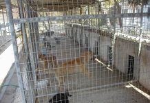 Οι κτηνοτρόφοι (και άλλοι) μπορούν να βρούνε πολύτιμους “συνεργάτες” στο καταφύγιο αδέσποτων ζώων συντροφιάς του Δήμου Καβάλας