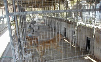 Οι κτηνοτρόφοι (και άλλοι) μπορούν να βρούνε πολύτιμους “συνεργάτες” στο καταφύγιο αδέσποτων ζώων συντροφιάς του Δήμου Καβάλας