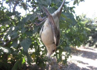Τα σκάγια των κυνηγών των αμπελοπουλιών απειλούν τους ανθρώπους και τα πουλιά!