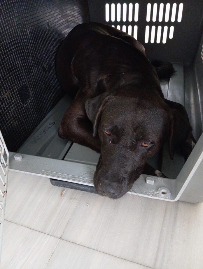 Σκύλος στο κλουβί, ήρεμος.