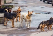 Μάλλον οι φιλόζωοι παρεξήγησαν τι σημαίνει “φυσικό” περιβάλλον για τα αδέσποτα ζώα