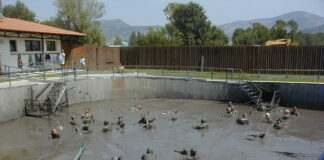 “Πελάγωσε” και με το πηλοθεραπευτήριο ο Θίοντορ!