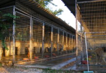 Αλλοδαποί προσφέρουν εθελοντική εργασία, ενώ Καβαλιώτες βγάζουν φωτογραφίες, για να δυσφημήσουν το δημοτικό καταφύγιο αδέσποτων ζώων!