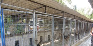 Όσο “μαλώνουν” ο Δήμος Καβάλας και οι φιλόζωοι, δεν θα αυξηθούν οι υιοθεσίες αδέσποτων ζώων