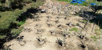 Τα δέντρα και τα φυτά θα «φιλοξενούνται» σε ειδικό χώρο