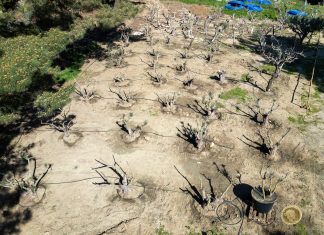 Τα δέντρα και τα φυτά θα «φιλοξενούνται» σε ειδικό χώρο