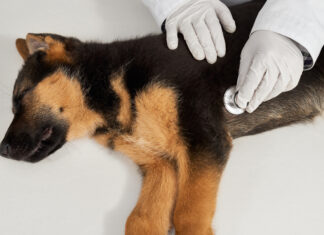 Οι ενέργειες που έγιναν για τα αδέσποτα ζώα, το τελευταίο 3μηνο στον Δήμο Καβάλας