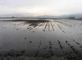 Κυρ. Βελόπουλος: «Έγιναν έργα καθαρισμού και αποστράγγισης των τεναγών Φιλίππων;»
