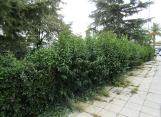 Προκαλεί λύπη ο περιβάλλων χώρος του Διοικητηρίου Π.Ε. Καβάλας