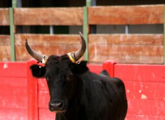 Bull Market: Κατανόηση της ανοδικής αγοράς και των φάσεών της