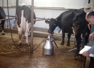 Οι κτηνοτρόφοι προειδοποιούν ότι, σε μερικά έτη οι κτηνίατροι των δημόσιων Υπηρεσιών δεν θα έχουν αντικείμενο άσκησης των υπηρεσιακών τους καθηκόντων!