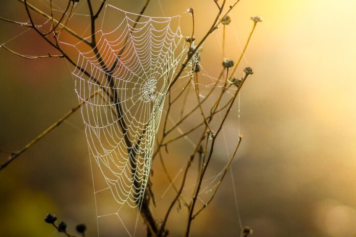 cobweb