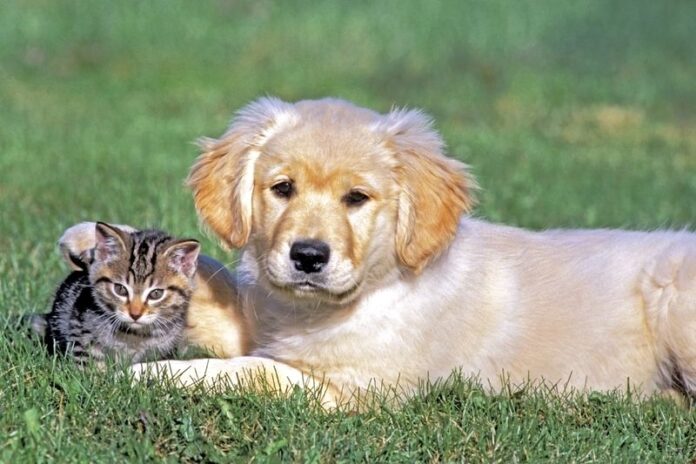 dog-cat
