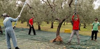 Οι ελαιοπαραγωγοί στον Δήμο Παγγαίου δεν βρίσκουν εργάτες γης και ελέγχονται από τον Ε.Φ.Κ.Α. για «μαύρη εργασία»!